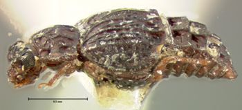 Media type: image;   Entomology 6619 Aspect: habitus lateral view